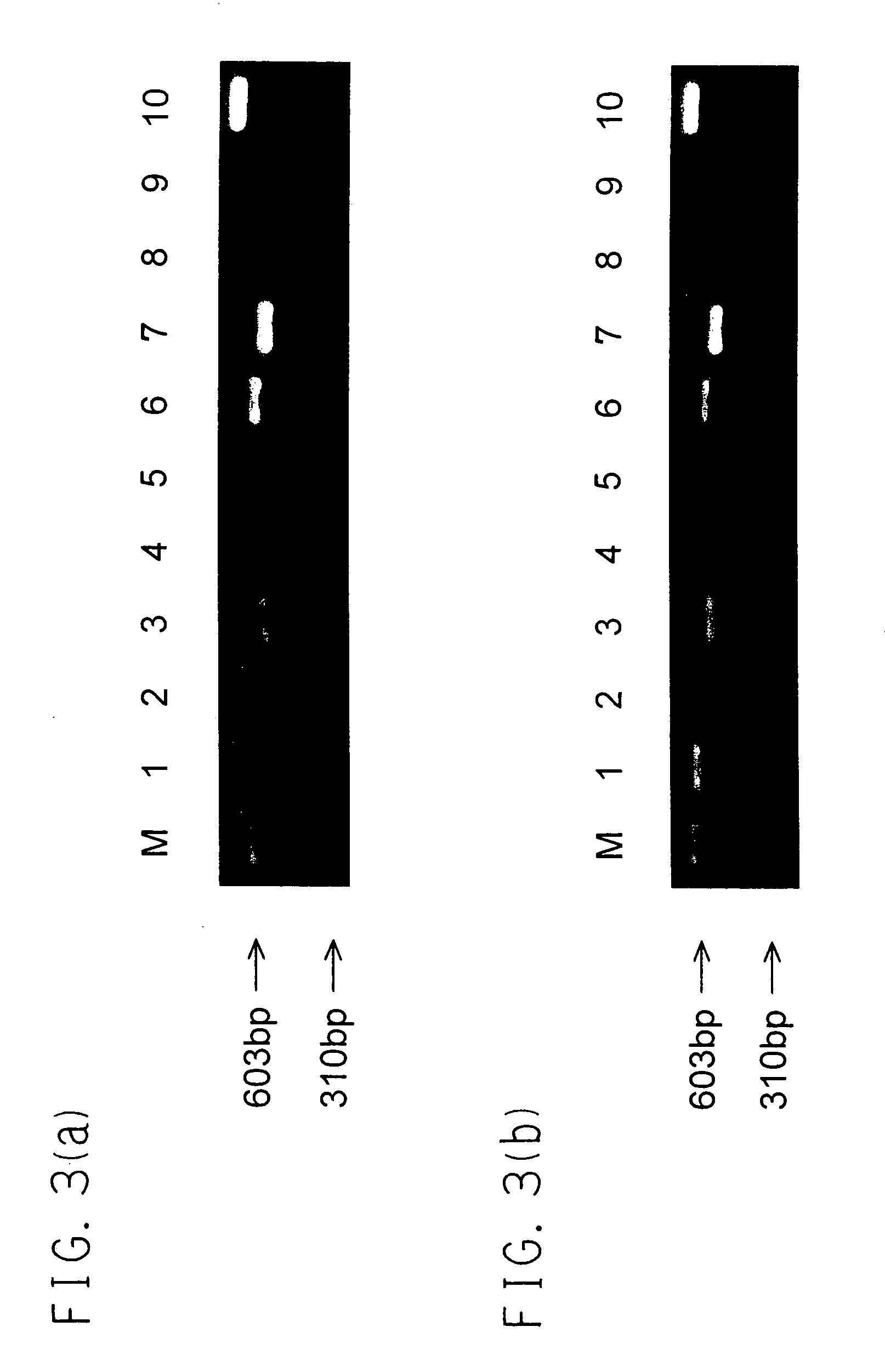 Method for proliferating a liver cell, a liver cell obtained thereby, and use thereof