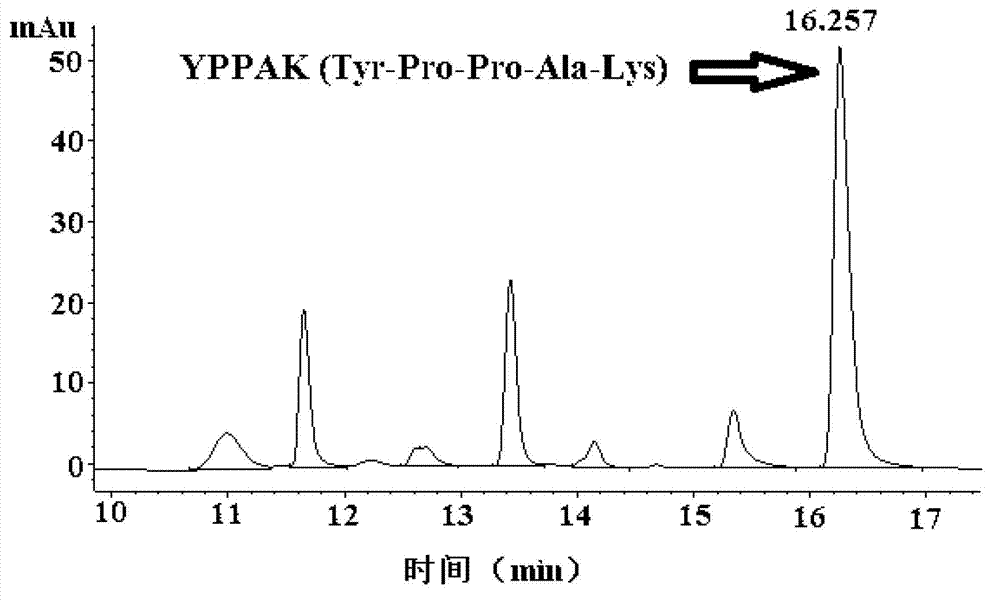 Mussel meat protein antioxidative peptide and preparation method thereof