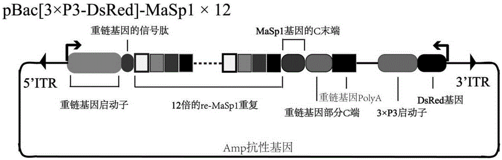 Method for synthesizing and secreting black widow spider dragline silk protein 1 through bombyx mori silk gland bioreactor