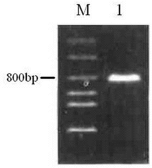 Cytoplasmic polyadenylation element-binding protein 4 vaccine, and preparation and application thereof