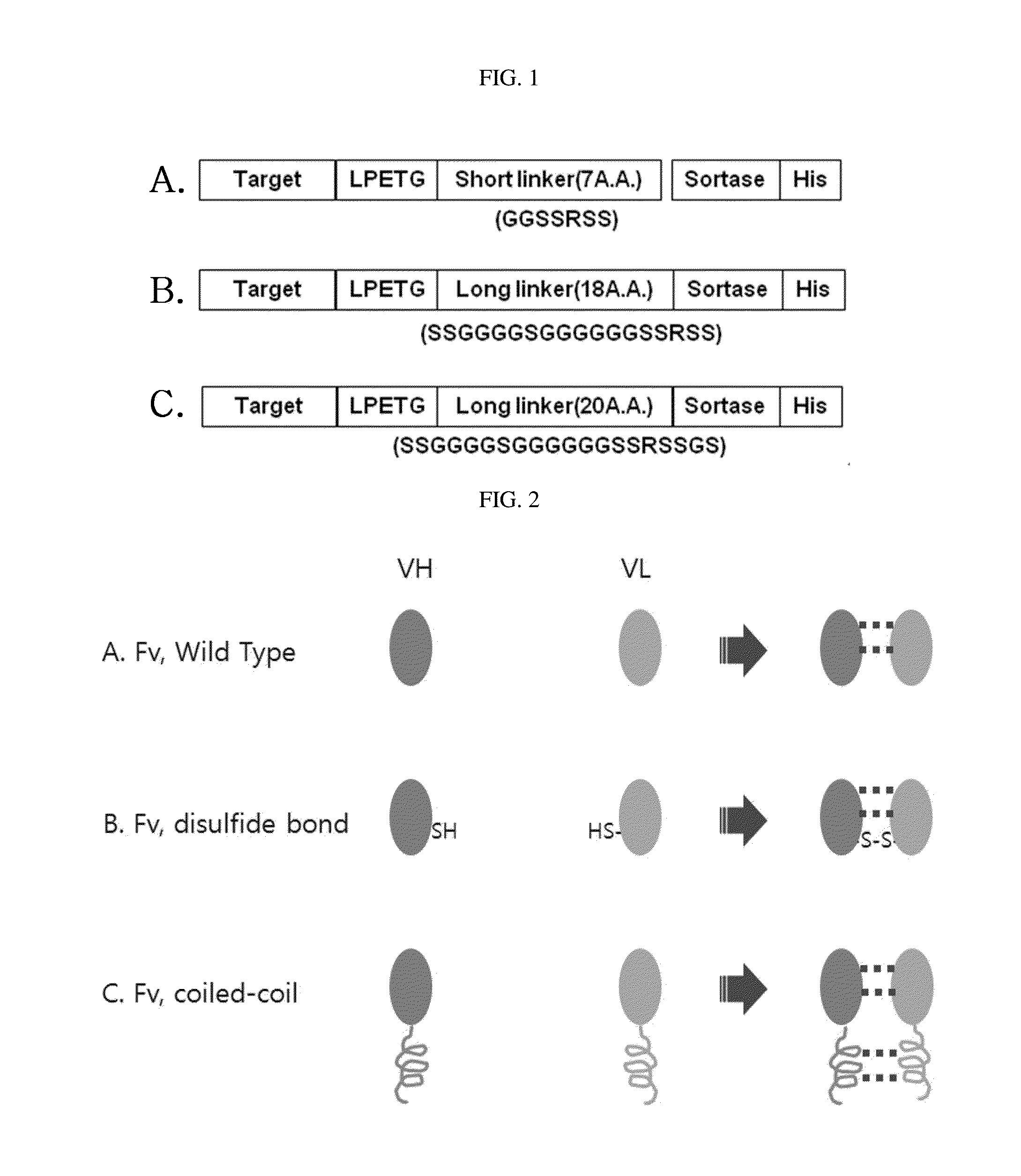 Protein combination-based fv library, and preparation method therefor