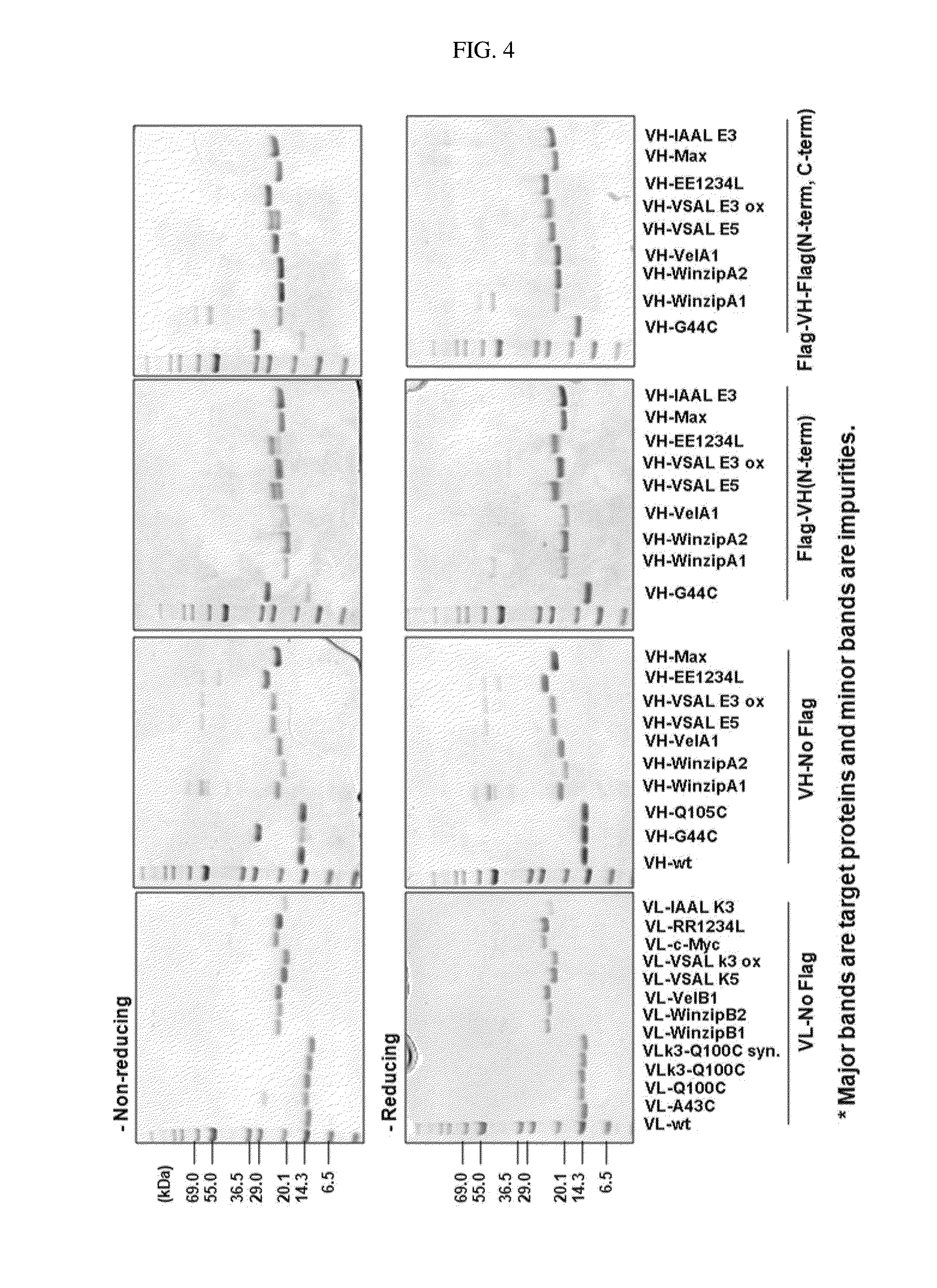 Protein combination-based fv library, and preparation method therefor
