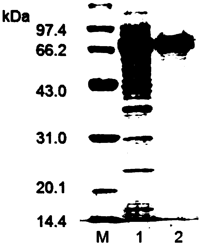L-asparaginase as well as encoding gene and application thereof
