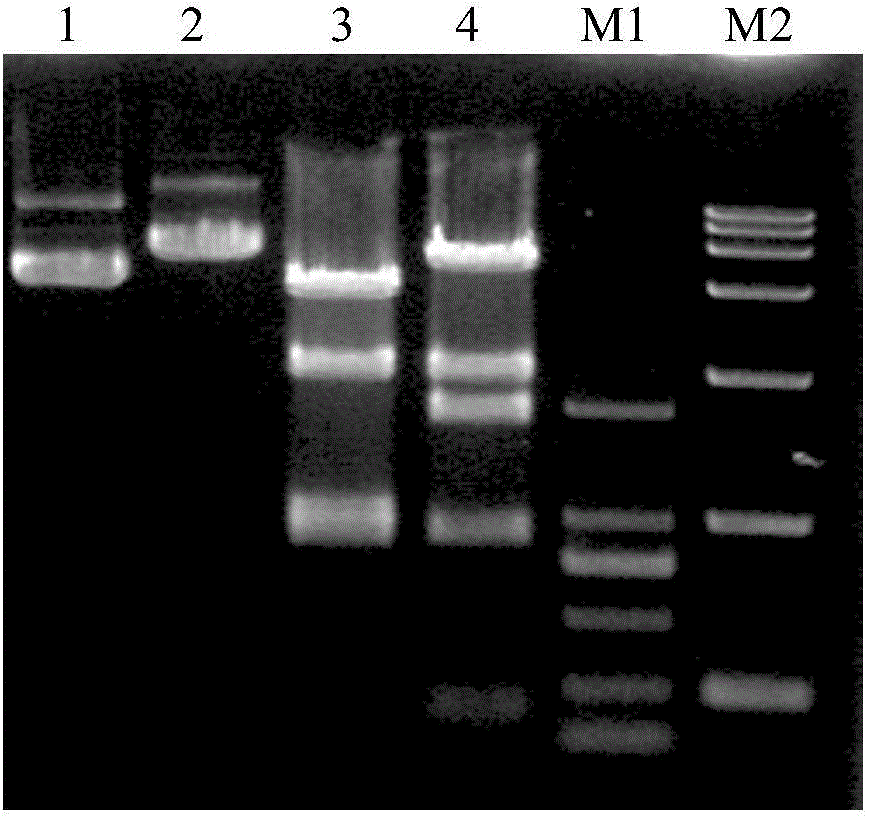 Duck plague virus gene deletion transfer vector and application thereof