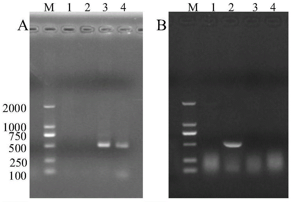 Duck plague virus gene deletion transfer vector and application thereof
