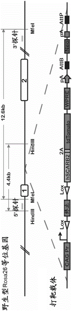 In-vivo efficacy evaluation method of EV71 vaccines and antiviral drug screening method