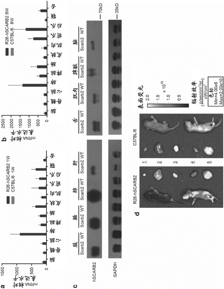 In-vivo efficacy evaluation method of EV71 vaccines and antiviral drug screening method