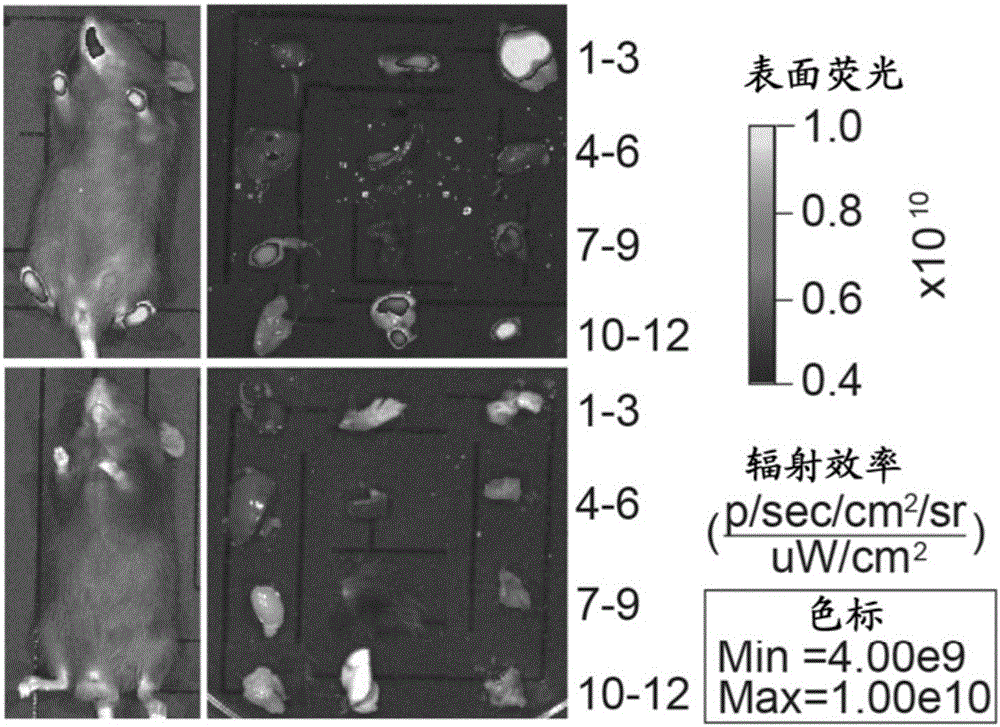 In-vivo efficacy evaluation method of EV71 vaccines and antiviral drug screening method