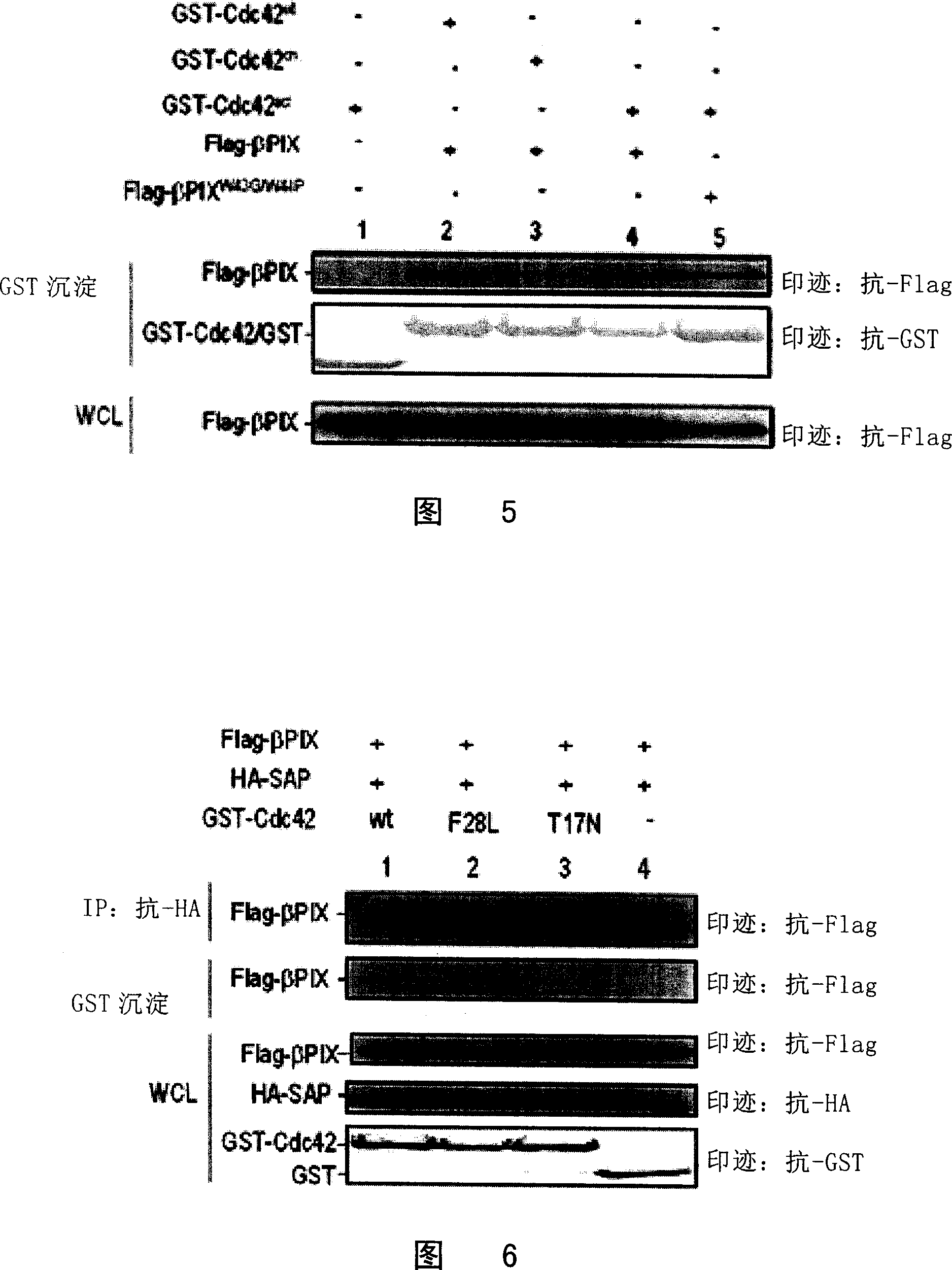 Important controlling gene PIX in anti-tumor immunological reaction