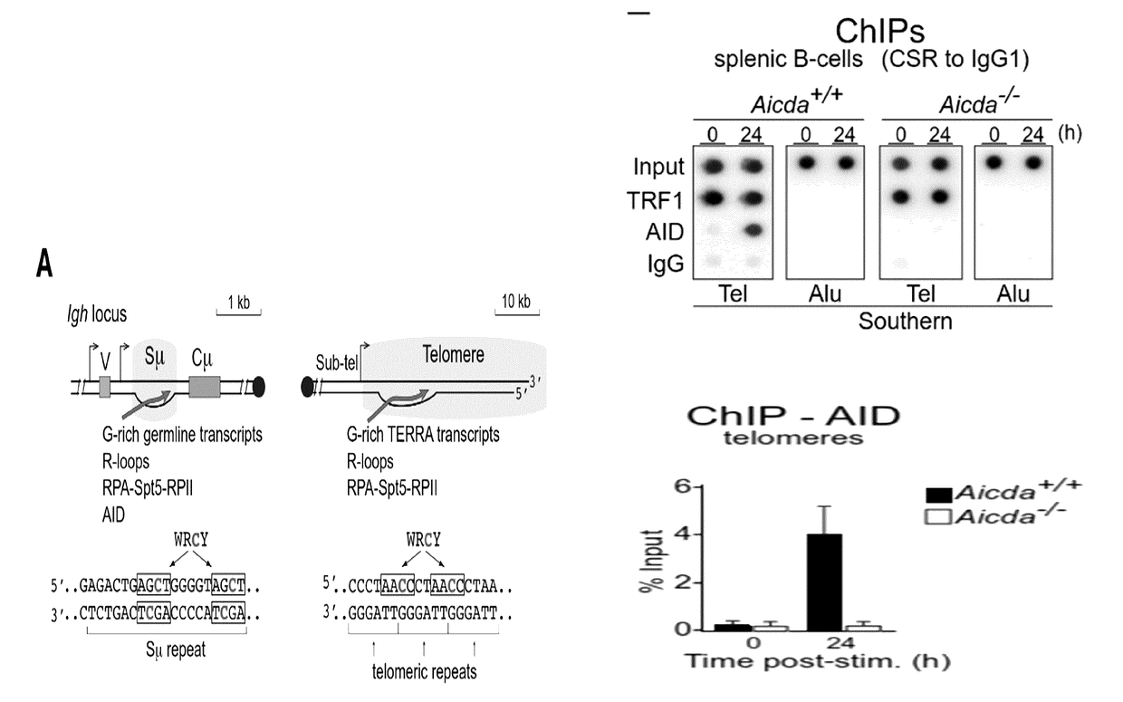 Modulating uracil-dna glycosylase and uses thereof