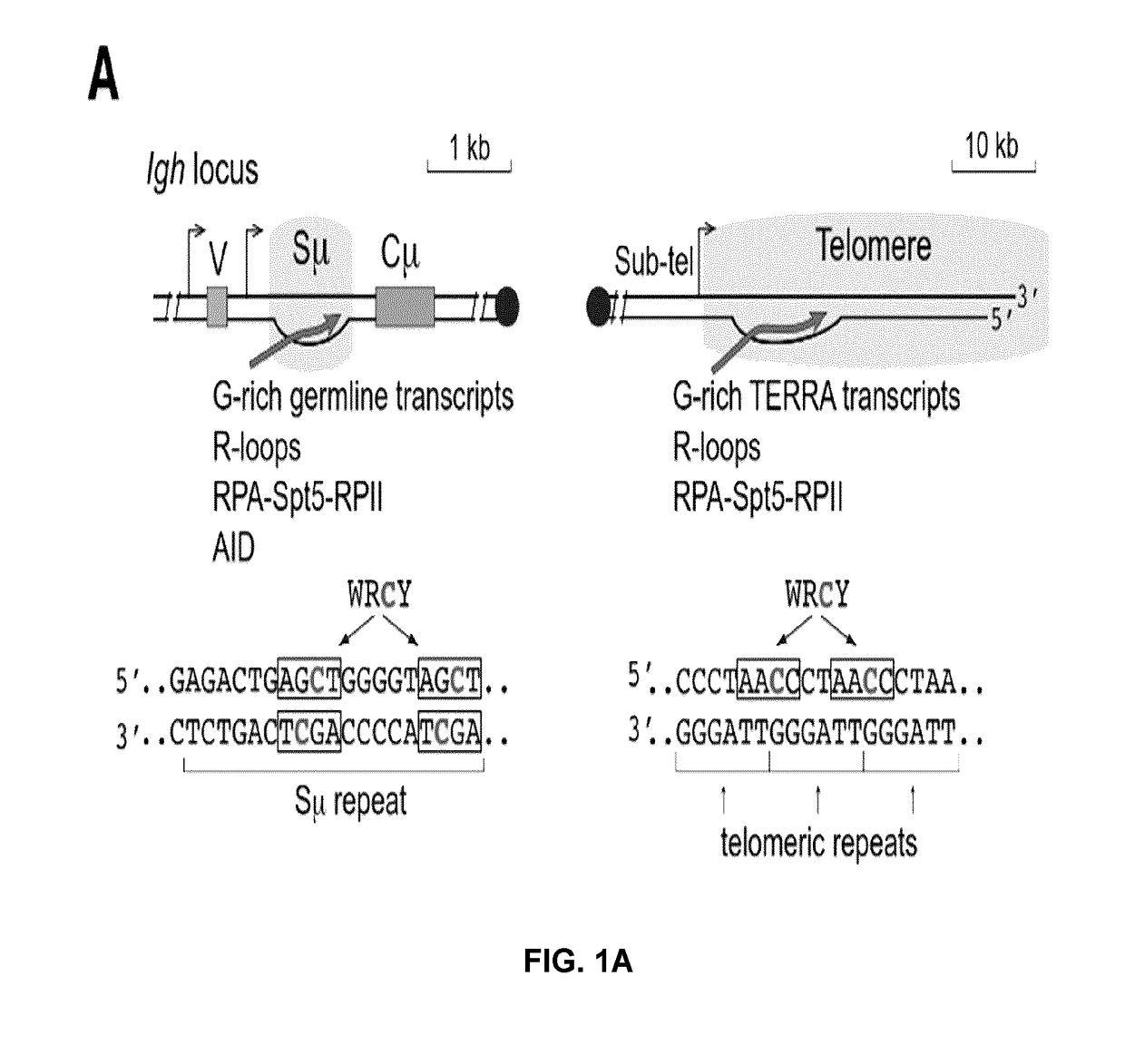 Modulating uracil-dna glycosylase and uses thereof