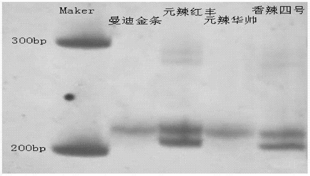 ssr primer set and method for identifying pepper varieties using the primer set