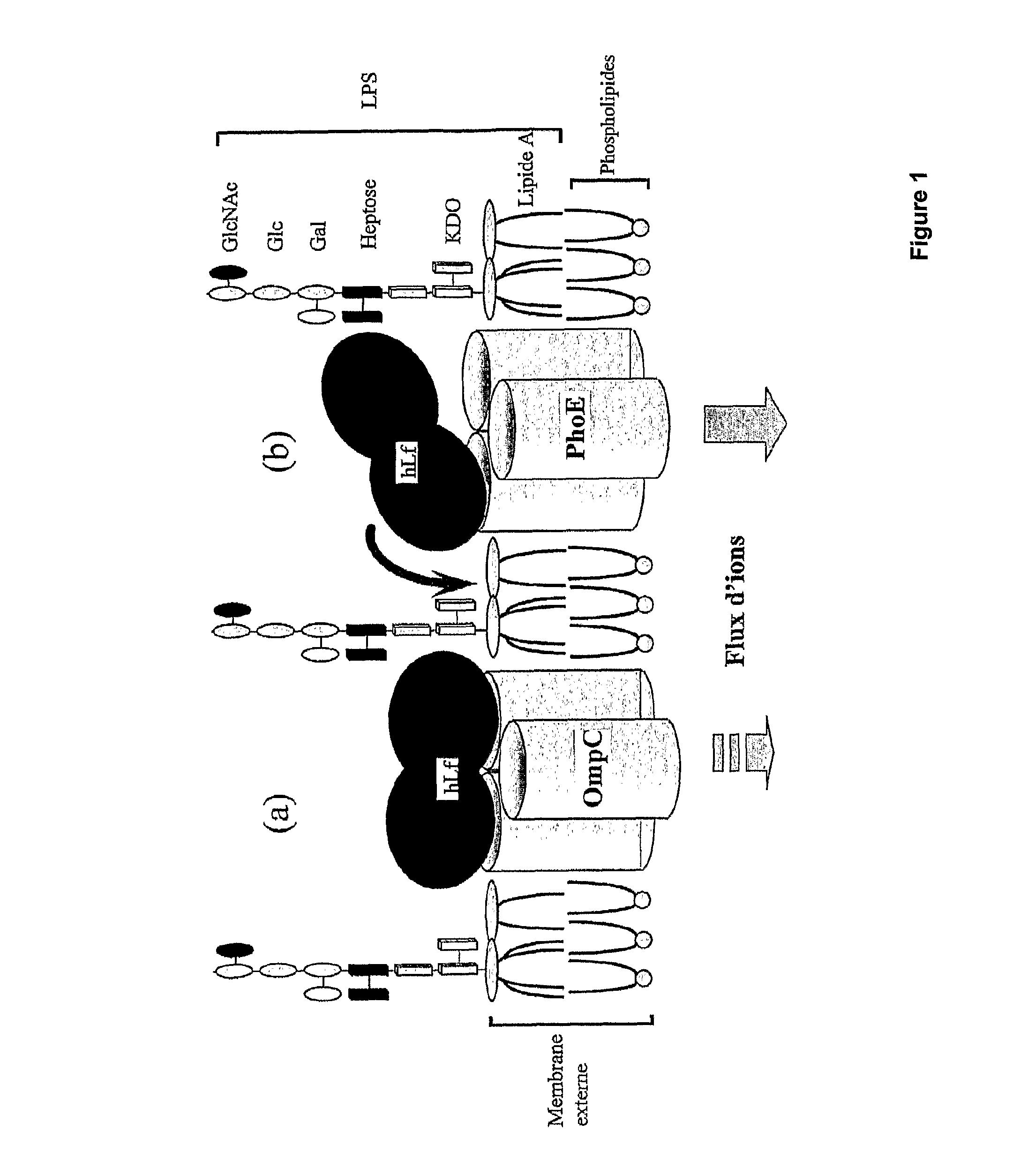 Method for production of lactoferrin