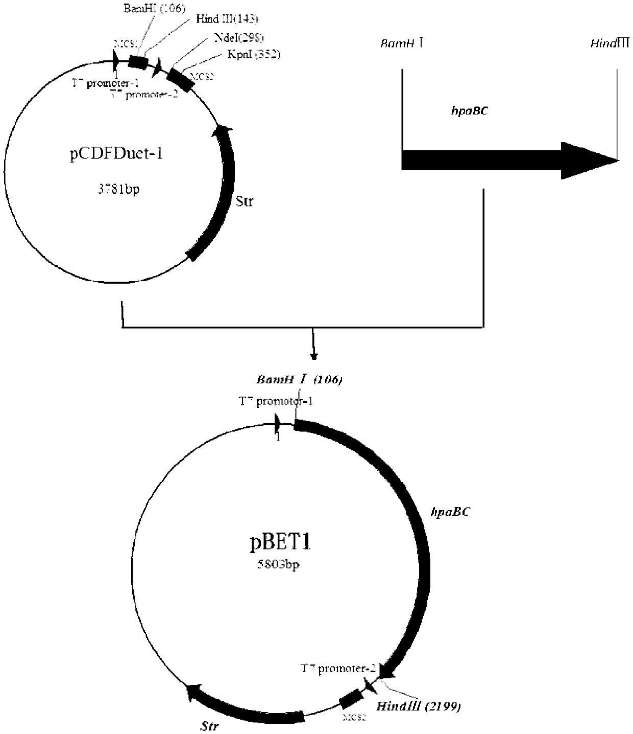 Method for improving biosynthesis of levodopa
