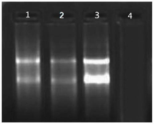 Reaction solution capable of improving specificity, primer pair, probe and kit for detecting canine parainfluenza