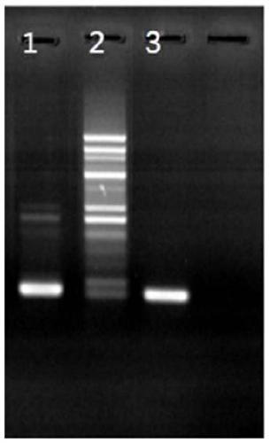 Reaction solution capable of improving specificity, primer pair, probe and kit for detecting canine parainfluenza