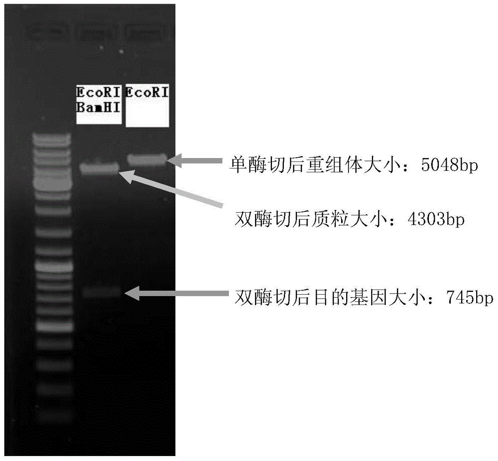 Construction method and application of human hysteromyoma 14-3-3 gamma high expression vector