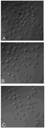 Fully human egfr ScFv tobacco codon-biased gene sequence and its obtaining method and application