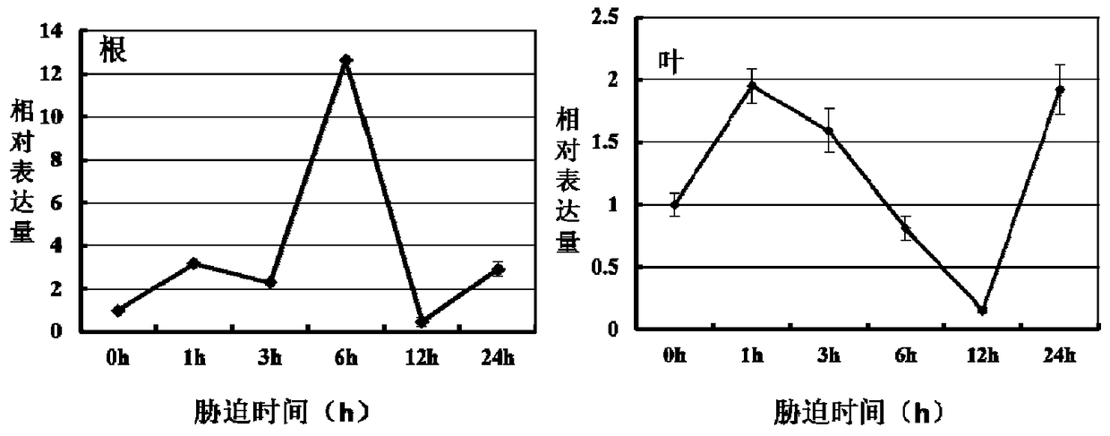 A protein gshdz4 related to plant stress resistance and its coding gene and application