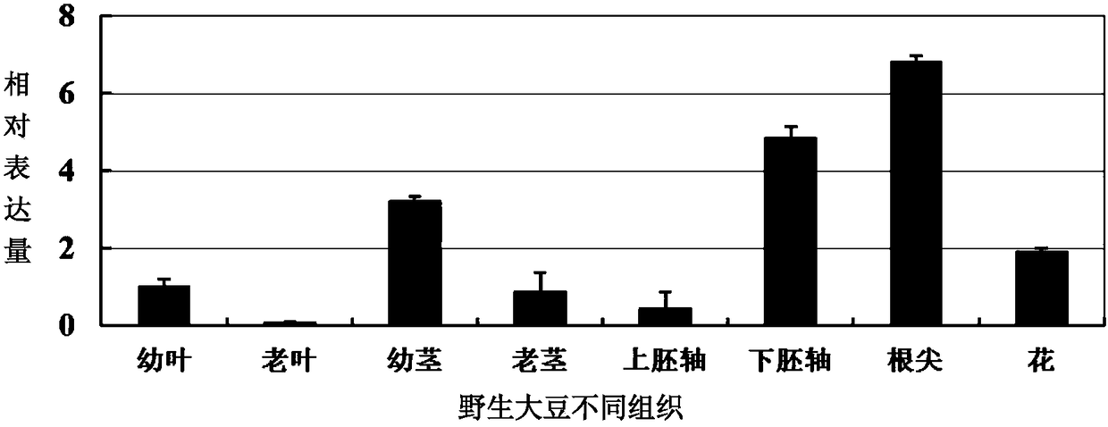 A protein gshdz4 related to plant stress resistance and its coding gene and application