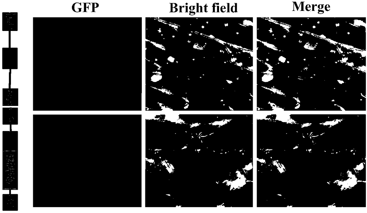 A protein gshdz4 related to plant stress resistance and its coding gene and application