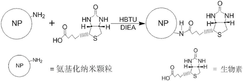 Preparation method of biotin-modified rare earth-doped inorganic fluorescent nanoparticles