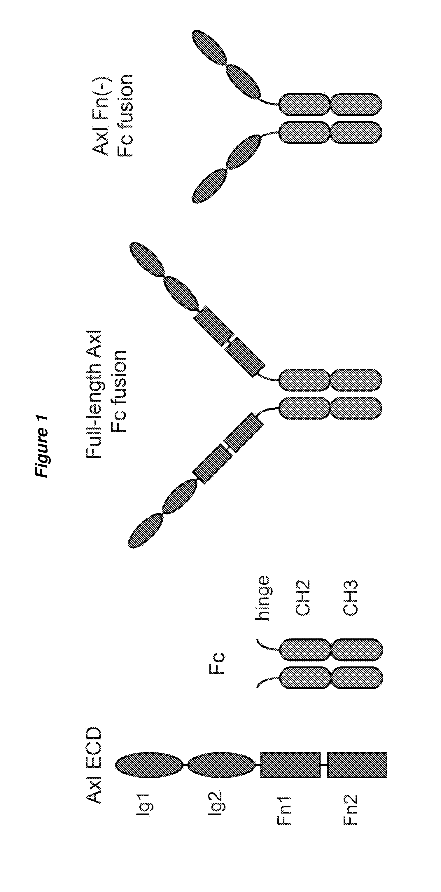 Modified AXL Peptides and Their Use in Inhibition of AXL Signaling in Anti-Metastatic Therapy