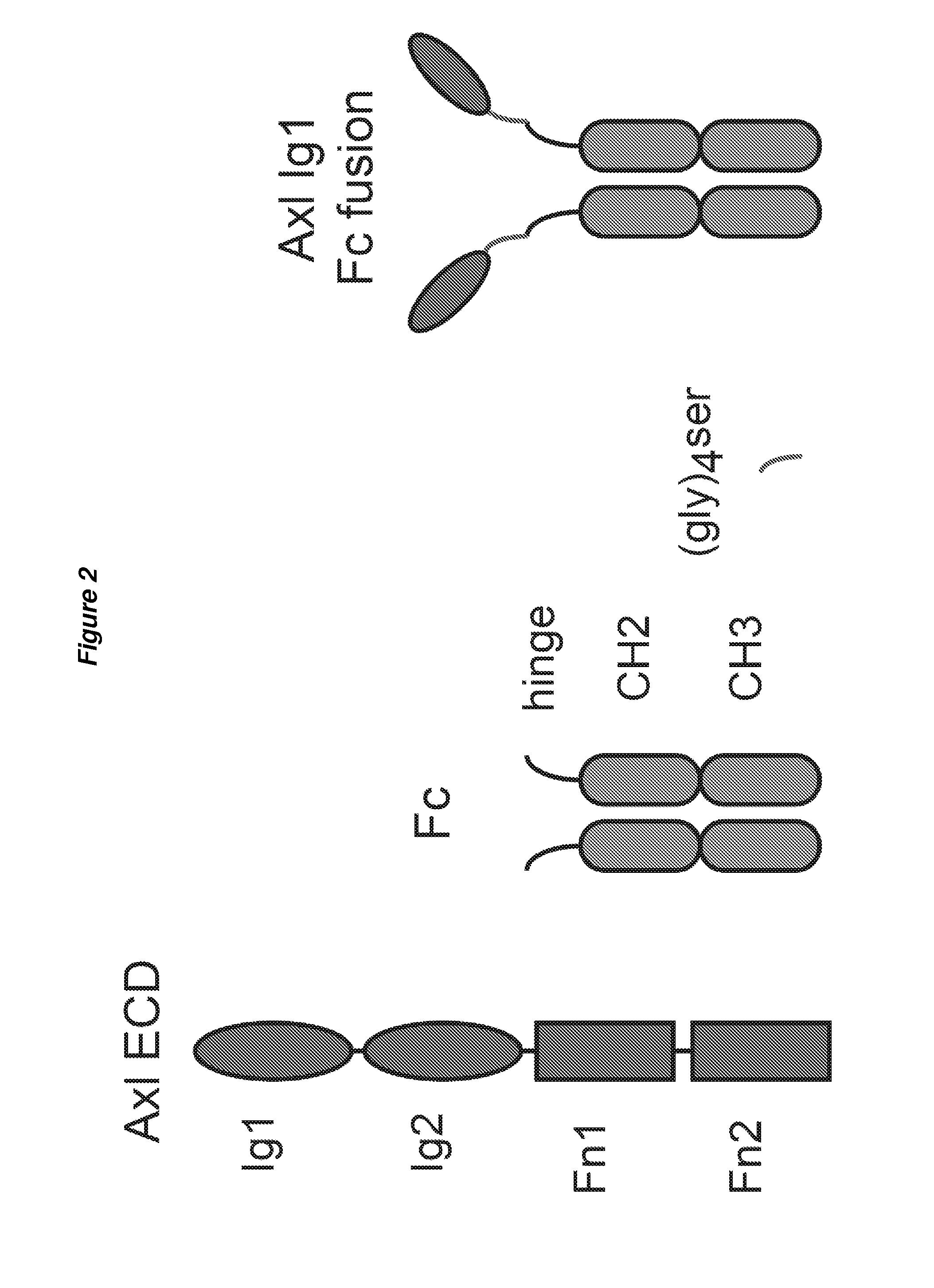 Modified AXL Peptides and Their Use in Inhibition of AXL Signaling in Anti-Metastatic Therapy