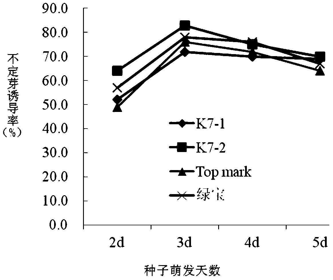 A method for in vitro regeneration of muskmelon and its application in muskmelon genetic transformation