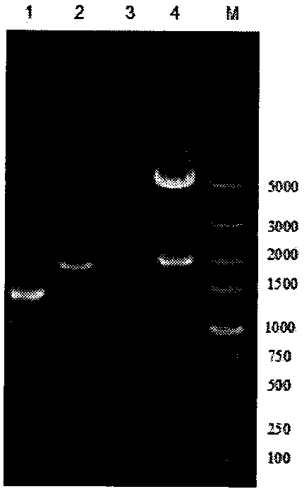 A nattokinase-producing bacillus licheniformis engineered bacterium and method for producing nattokinase with the bacterium