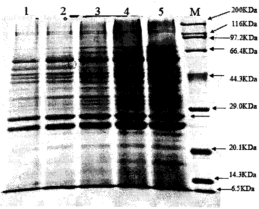 A nattokinase-producing bacillus licheniformis engineered bacterium and method for producing nattokinase with the bacterium