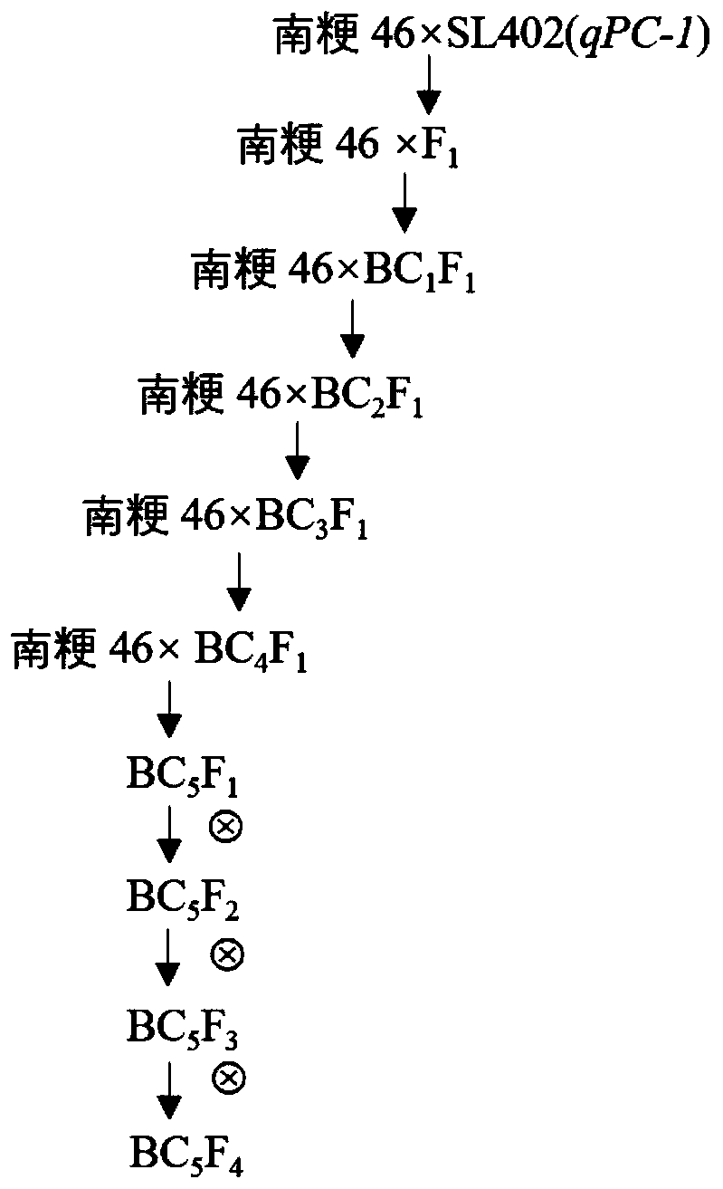 Method for improving quality of erect panicle japonica rice and molecular marker