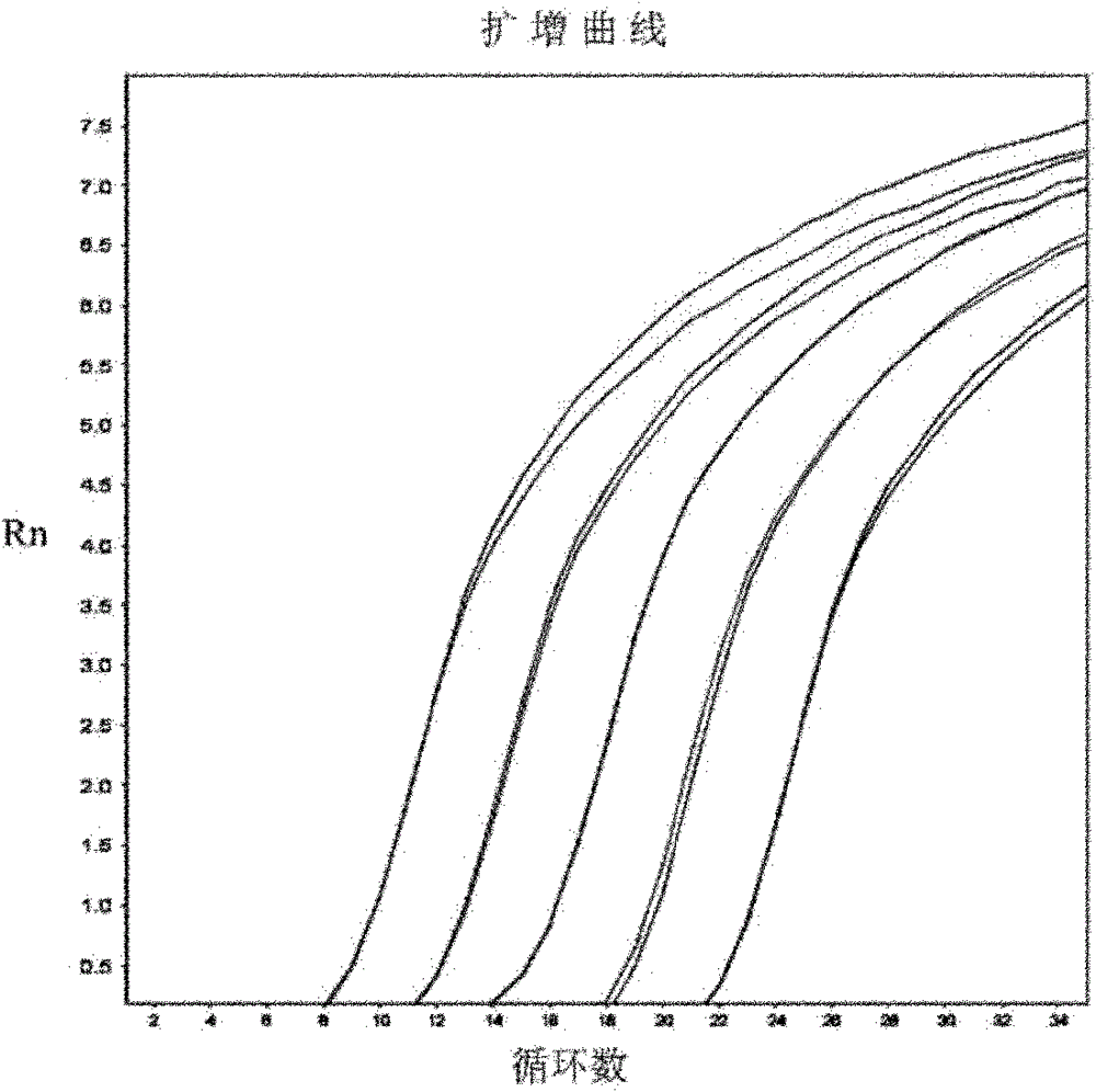 Primers used for amplifying nucleotide segment of nucleocapsid protein gene of H5N1 influenza virus and detection method