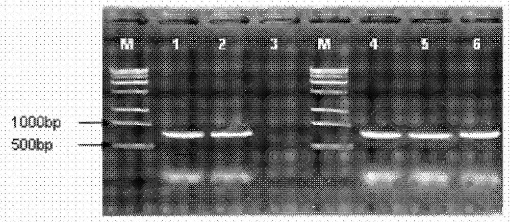 PPA-linker-Thanatin fusion protein and preparation method thereof