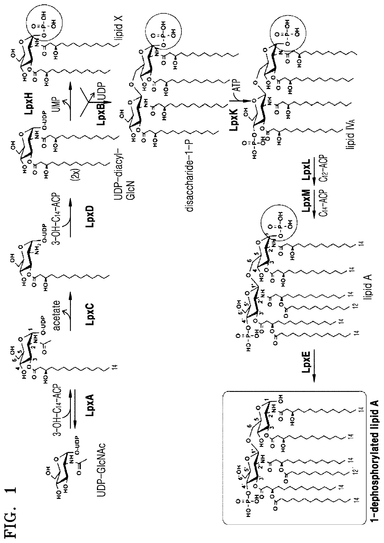 Bacterium constitutively producing monophosphoryl lipid A and method of producing monophosphoryl lipid A by using bacterium