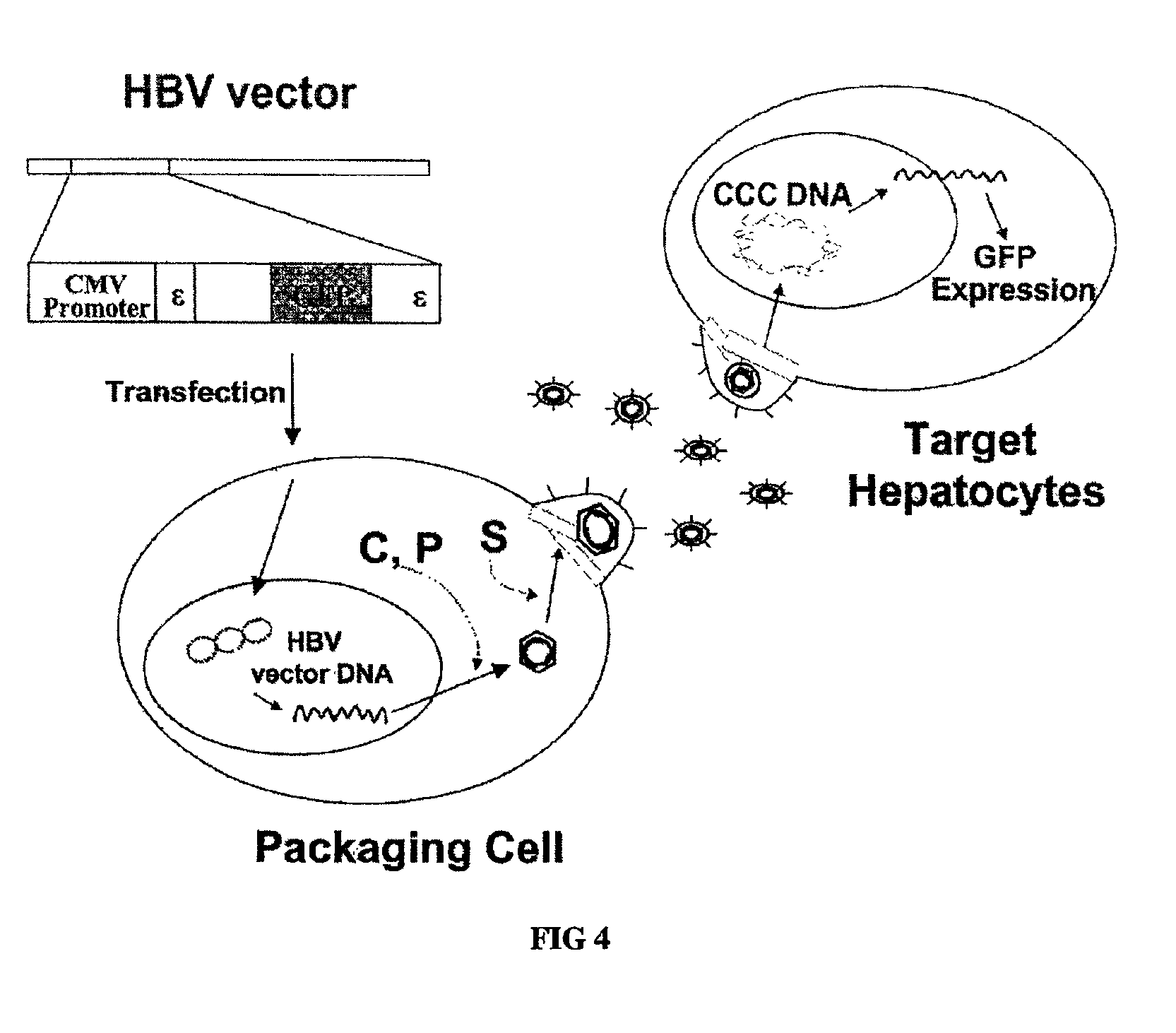 Hepatitis B virus vectors for gene therapy