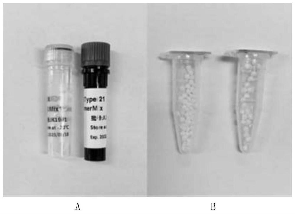 STR rapid individual recognition amplification reagent for fully-integrated micro-fluidic chip and application thereof