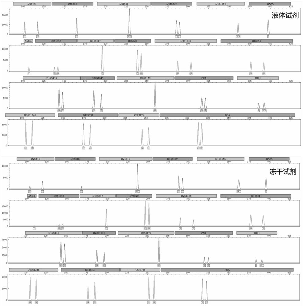 STR rapid individual recognition amplification reagent for fully-integrated micro-fluidic chip and application thereof