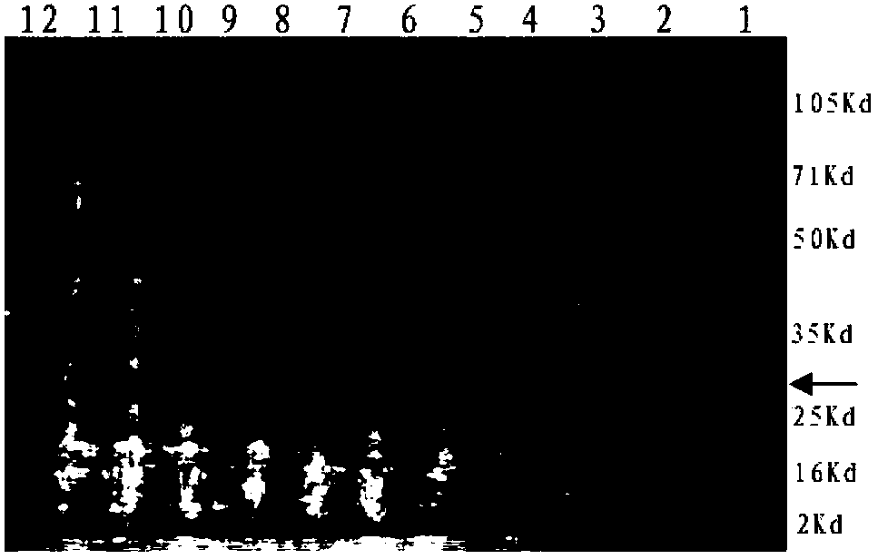 Application of lactose to expression of hIGF-1 (Human Insulin-like Growth Factor-1) by high density fermentation of recombinant colon bacillus