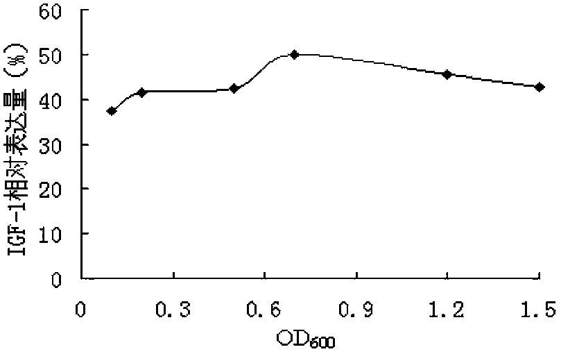 Application of lactose to expression of hIGF-1 (Human Insulin-like Growth Factor-1) by high density fermentation of recombinant colon bacillus