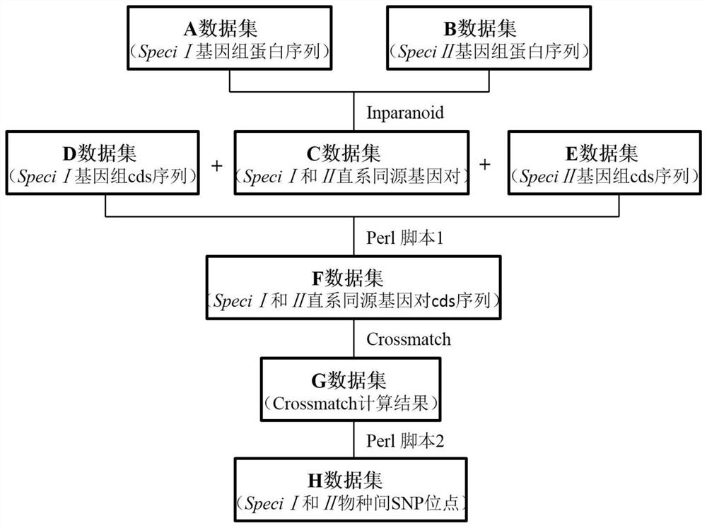 A method for batch calculation of SNP sites in genome coding regions between closely related species