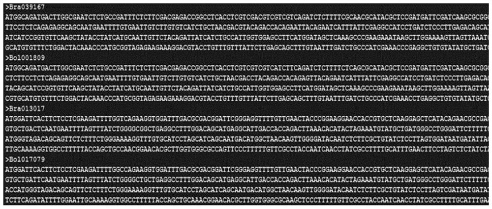 A method for batch calculation of SNP sites in genome coding regions between closely related species