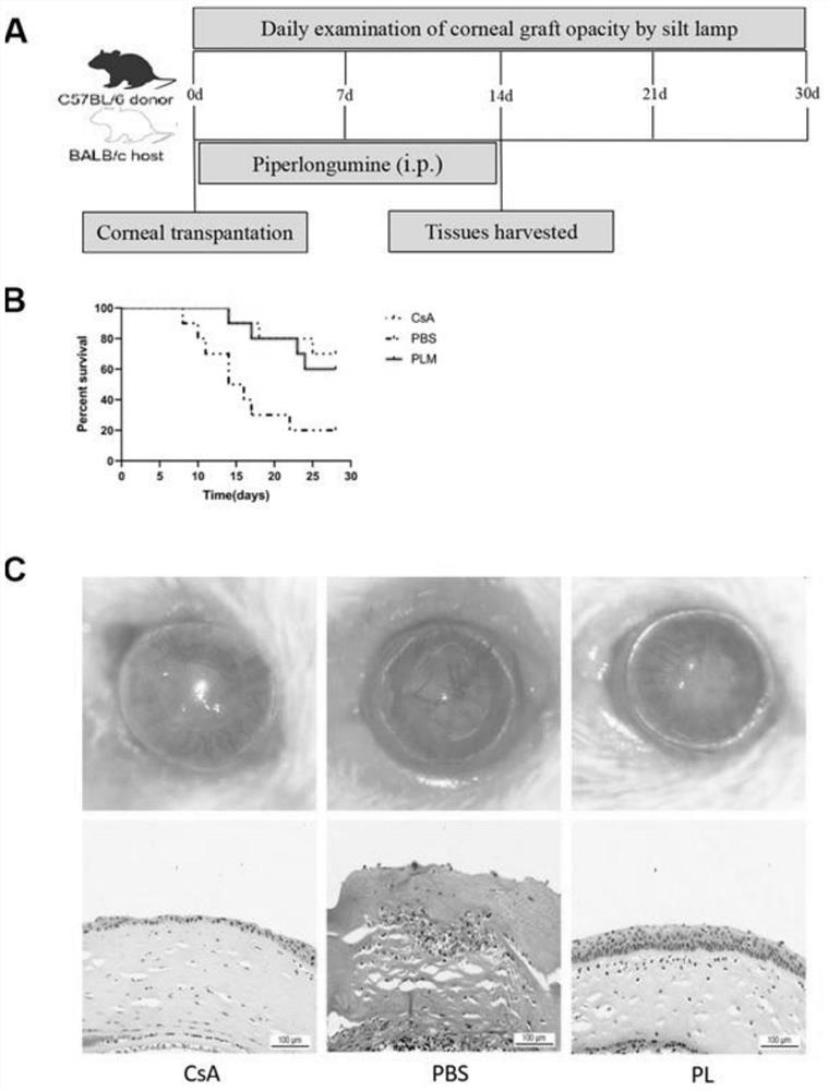 Application of piperlongumine in preparation of medicine for preventing and treating immunological rejection in corneal transplantation