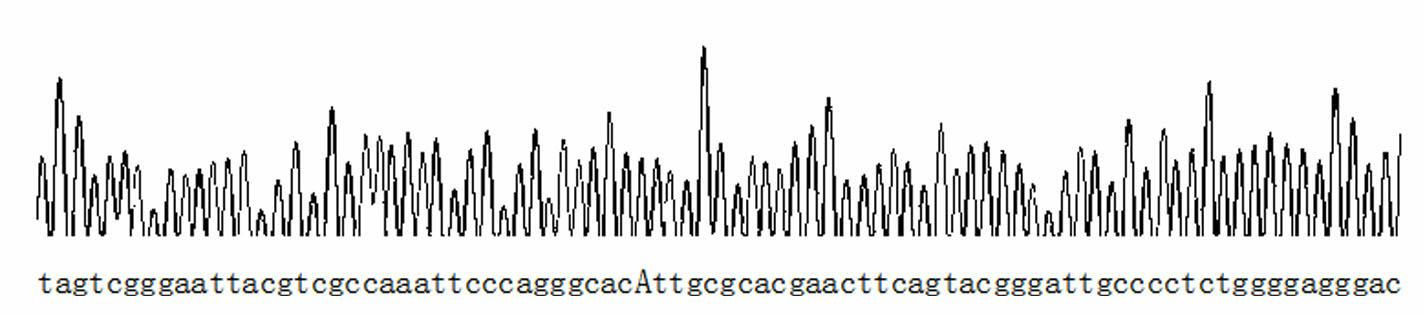 Fluorescent polarization based homogeneous phase detection method of single nucleotide polymorphism of codon118 of ERCC1 (excision repair cross-complementing 1) gene