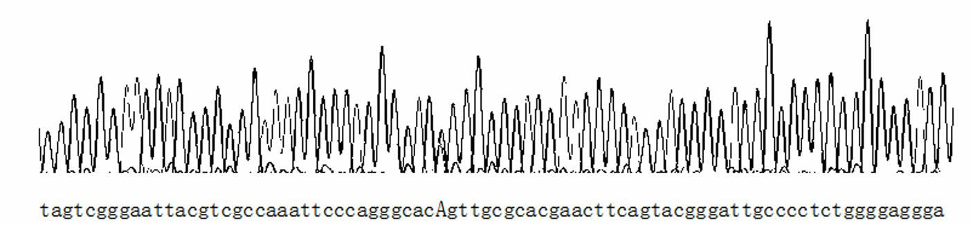 Fluorescent polarization based homogeneous phase detection method of single nucleotide polymorphism of codon118 of ERCC1 (excision repair cross-complementing 1) gene