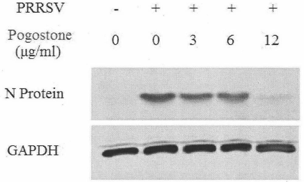 Application of patchoulone in the preparation of drugs for preventing and treating porcine reproductive and respiratory syndrome