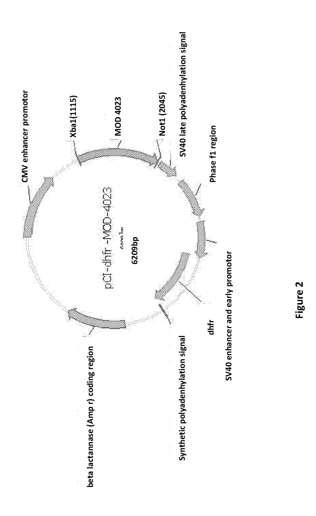Methods of producing long acting ctp-modified growth hormone polypeptides