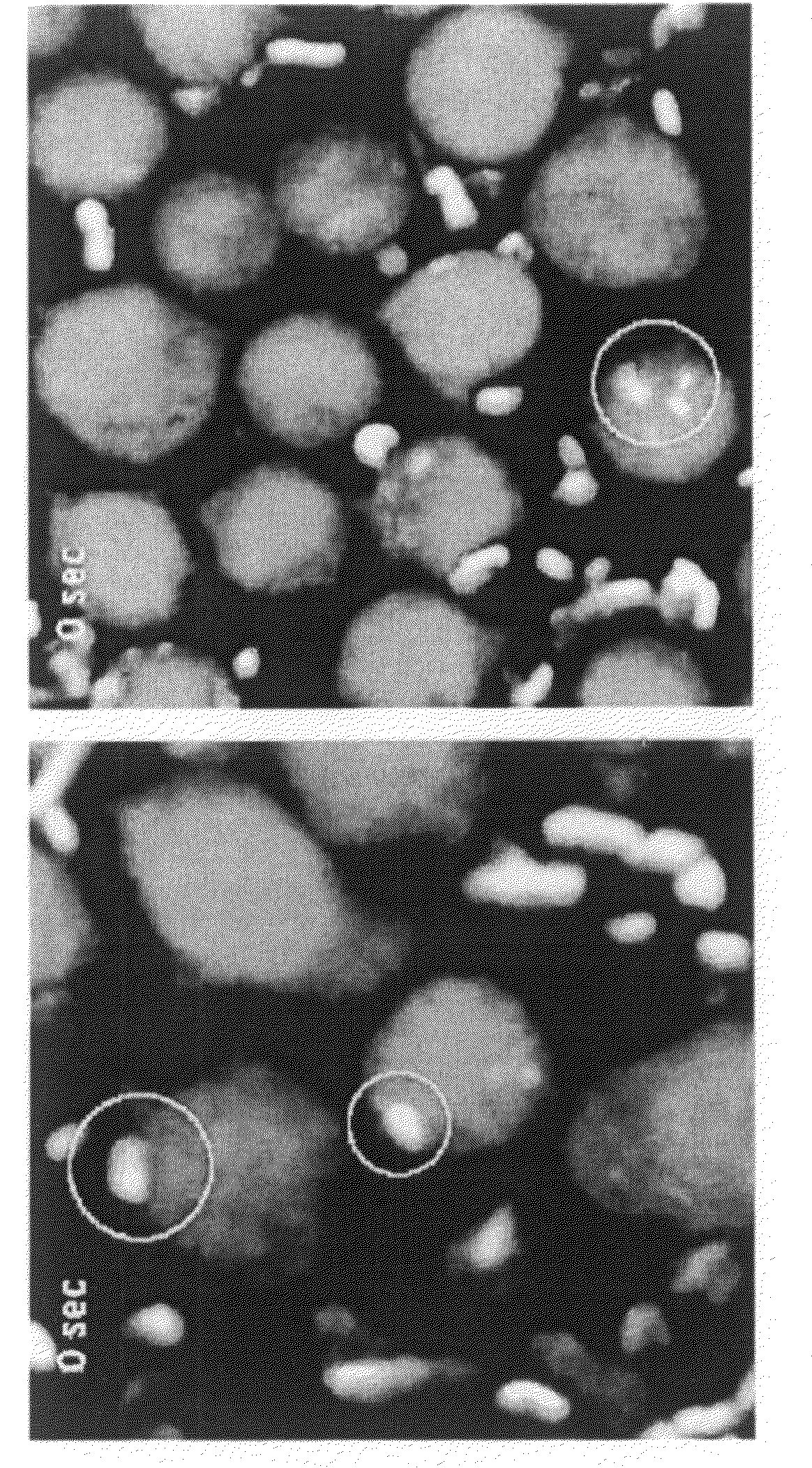 Methods for inhibiting mast cell activation and treating mast cell-dependent inflammatory diseases and disorders using lactobacillus