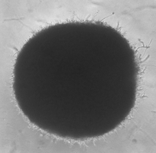 A kind of preparation method and application of trichoderma dark green microsclerotia and its preparation