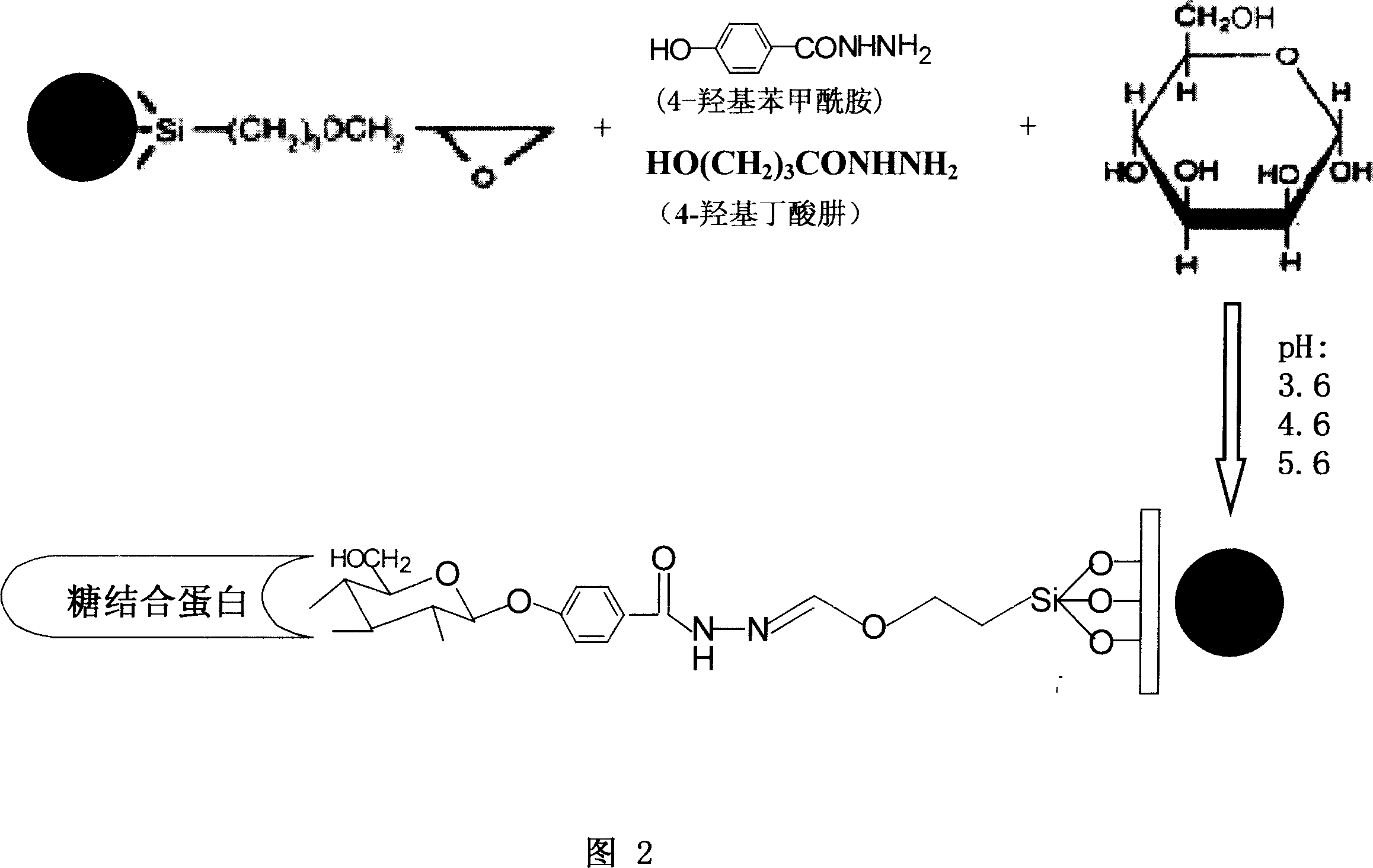 Method for enriching and purifying saccharide binding protein